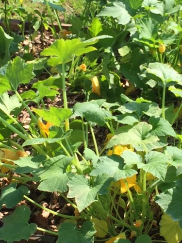 Garden Squash plants for blog