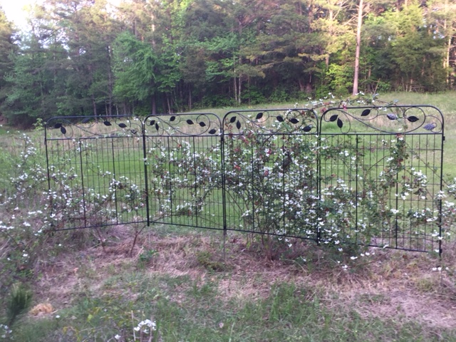 Dew Berry Trellis 2016-2