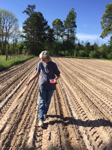Planting Corn 2016-7