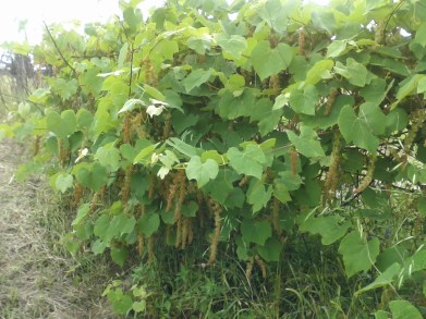 Possum Grape Promises 5